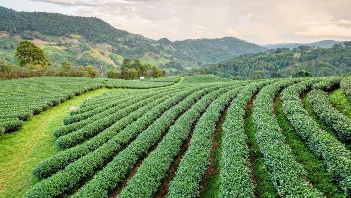 teplantage tebuske Camellia Sinensis, grøn, grøn te, guide, historie, hvad er, hvordan fremstilles, sundhed, tebusk